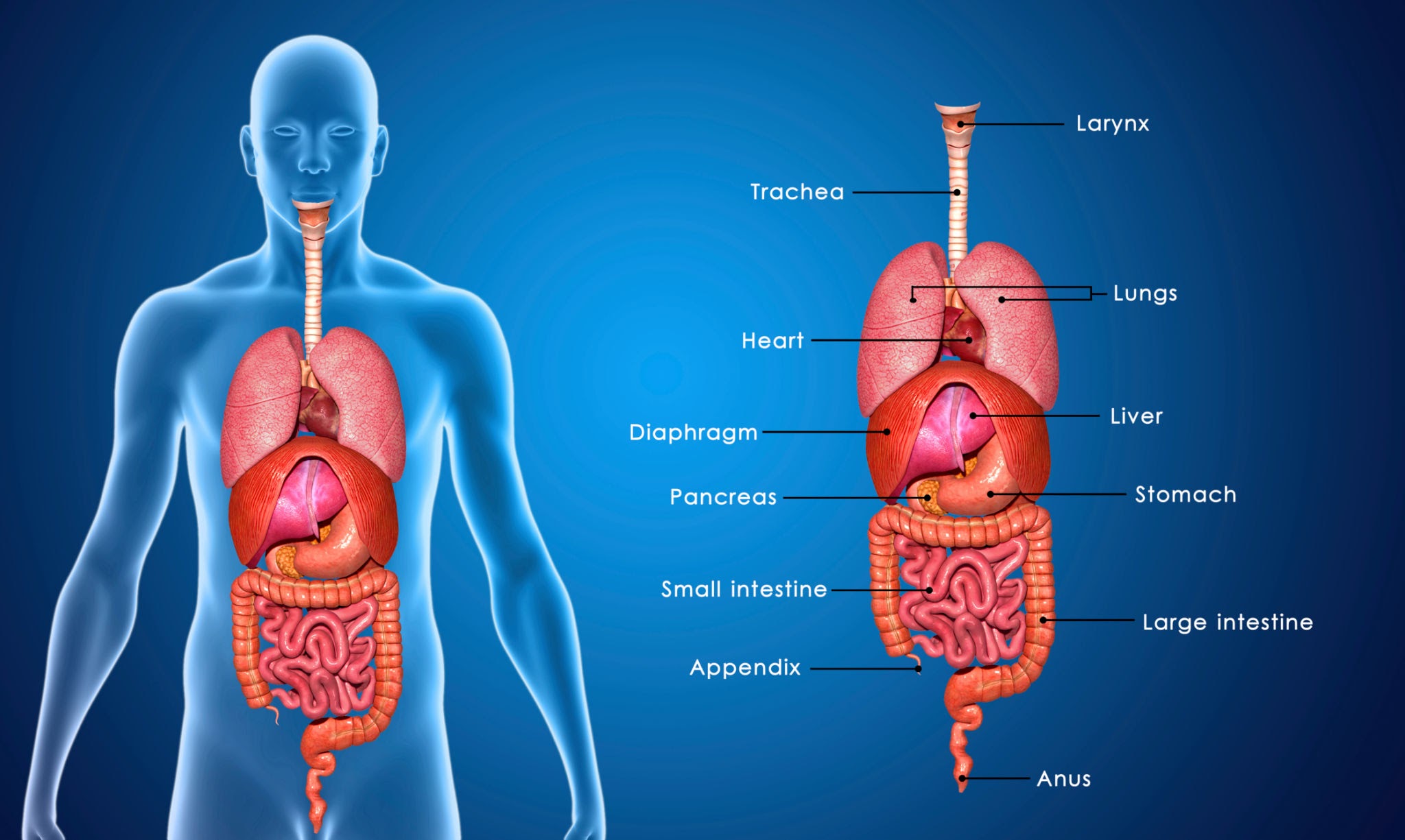 Giải phẫu cơ thể người