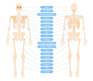 Hệ xương người gồm bao nhiêu xương